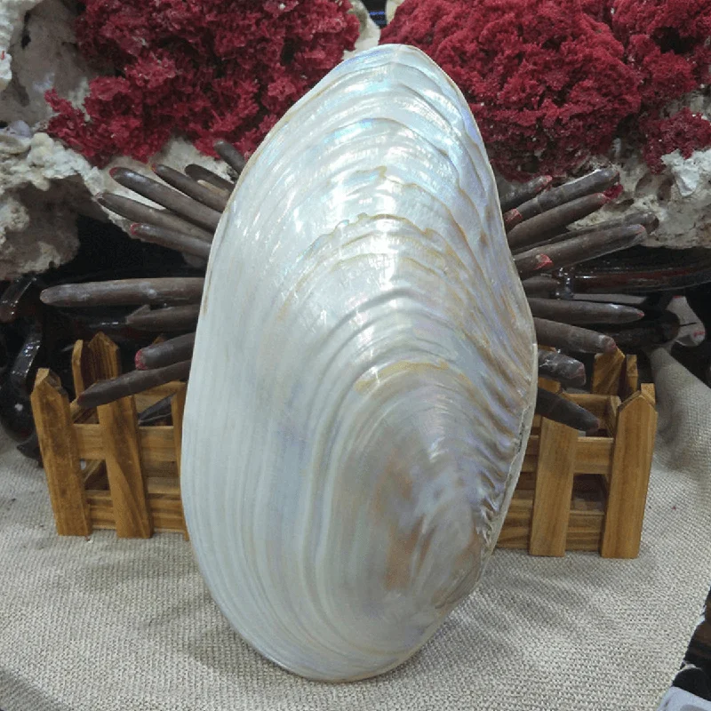 Lightweight jacketNatural Conch Shell Coral Pearl Mussel Clam Double-Sided Large Home Tank Decorations 26-28Cm